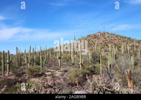 A mountainous desert landscape filled with Saguaro, Cholla and Prickly Pear cacti, Palo Verde trees, Ocotillo, and scrub brush in Saguaro National Par Stock Photo