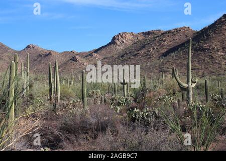 A mountainous desert landscape filled with Saguaro, Cholla and Prickly Pear cacti, Palo Verde trees, Ocotillo, and scrub brush in Saguaro National Par Stock Photo