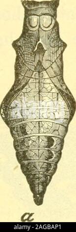 . The butterflies of the eastern United States; for the use of classes in zoology, and private students. p. Philenor, larva. EASTERN UNITED STATES. 89 soon becomes marked with gray and violet, with moreor less yellow on the back. This insect feeds on the different species of Aristo- FiG. 13.. Stock Photo