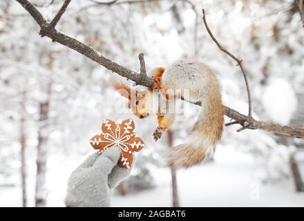 Girl giving ginger bread to Funny squirrel in the snow forest on Christmas time Stock Photo