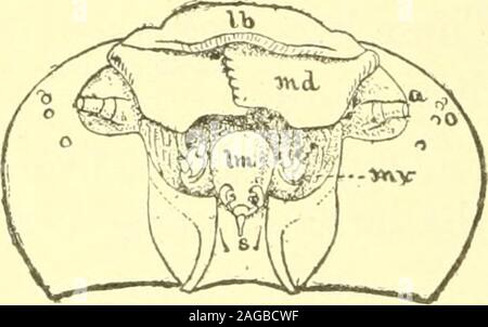 . The butterflies of the eastern United States; for the use of classes in zoology, and private students. one side. Joints three and four, havingno stigmata, receive their branches of the system of air-passages from this trunk. Like the air-passages in thelungs of the vertebrate animals, these tracheae continue to 20 THE BUTTERFLTES OF THE divide and subdivide till the minute tubes penetrate allparts of the body, especially all parts of the circulatorysystem. It is in tliese ultimate divisions that the inter-change of gases takes place which constitutes the purifi-(?ation of the blood, or circu Stock Photo