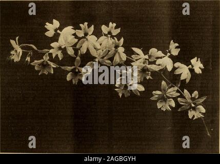 Garden And Forest A Journal Of Horticulture Landscape Art And Forestry N In A Flower To Some Florists It Is Rank Heresy To Speak Disparagingly Ofdouble Flowers Or Big Flowers Or Over Formal
