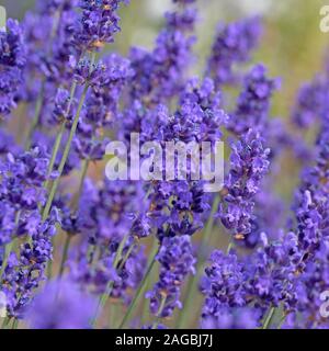 Flowering lavender, Lavandula angustifolia, in summer Stock Photo