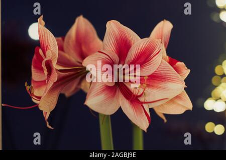 Winter scene with fresh pink amaryllis, branch of cones, cones in ceramic cup, old authentic vintage lantern with candle in front of a blue wall Stock Photo