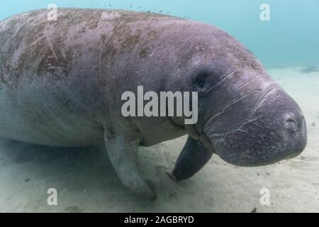 A large, friendly, curious, West Indian Manatee (trichechus manatus) approaches a fully outfitted SCUBA diver with camera. Stock Photo