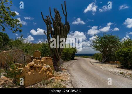Road surrounded by green scenery under the cloudy sky in  Bonaire, Caribbean Stock Photo