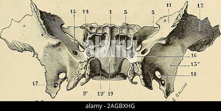 . Traité d'anatomie humaine : anatomie descriptive, histologie, développement. Fig. 99. — Sphénoïde, vue supérieure. 11. Fig. 100. — Sphénoïde, vue inférieure. 15.. Stock Photo