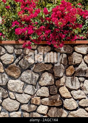 Stone wall with bougainville of lilac flowers behind, Paqueta Island, Rio de Janeiro, Brazil Stock Photo
