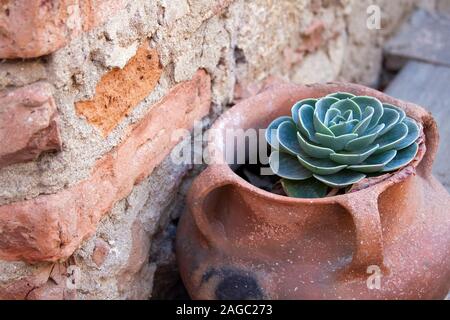 Closeup of green succulent in a rustic clay vessel Stock Photo