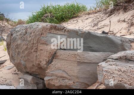 Newcastle, Australia - December 10, 2009: Huge beige and gray layered rocks lost in the sand of dunes with some green weeds on top. Small patch of blu Stock Photo