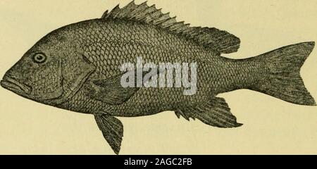 . The geography of Texas, physical and political. Fig. 56. Large-Mouthed Black Bass While an enumeration of all the fishes well known inTexas is not attempted, the most noticeable or important 1 Evermann and Kendall, The Fishes of Texas and the Rio GrandeBasin. Bulletin of the United States Fish Commission for 1S9-2, p. 95. 80 THE (;e()(;rapiiy of texas from an economic standpoint are the following: the shovel-nosed shark, the sawfish, the sting and other rays, sev-eral species of garfish, catfish, including the forms above. Fig. 57. Red Snapper mentioned and many others, a variety of suckers, Stock Photo