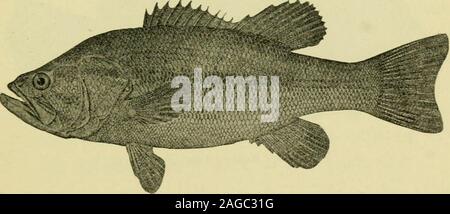 . The geography of Texas, physical and political. Fig. 55. Yellow or Mud Cat. Fig. 56. Large-Mouthed Black Bass While an enumeration of all the fishes well known inTexas is not attempted, the most noticeable or important 1 Evermann and Kendall, The Fishes of Texas and the Rio GrandeBasin. Bulletin of the United States Fish Commission for 1S9-2, p. 95. 80 THE (;e()(;rapiiy of texas from an economic standpoint are the following: the shovel-nosed shark, the sawfish, the sting and other rays, sev-eral species of garfish, catfish, including the forms above Stock Photo