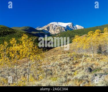 autumn aspen in a meadow below hollow top mountain in the tobacco root range near pony, montana Stock Photo