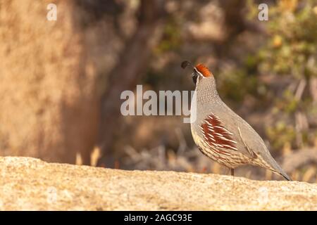 Side view of a male Gambel's quail (Callipepla gambelii), Joshua Tree National Park, California, USA Stock Photo