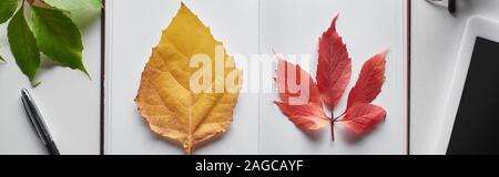 red and yellow leaves of wild grapes and alder near notebook, pen and digital tablet on white table Stock Photo
