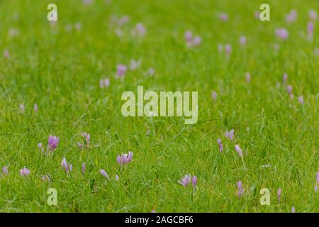 A group of autumn crocusses (colchicum autumnale) in a green gras meadow Stock Photo