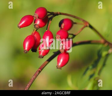 Rosehips of Dog Rose (Rosa canina) in autumn. Tipperary, Ireland Stock Photo