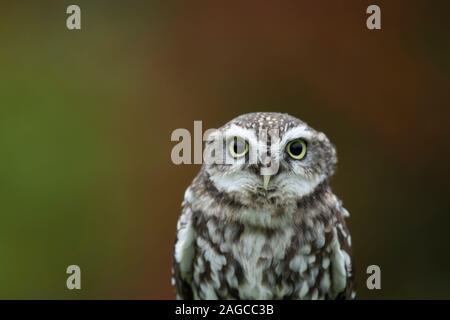 Little owl Athene noctua adult bird head portrait, Scotland, UK, October - Captive Stock Photo