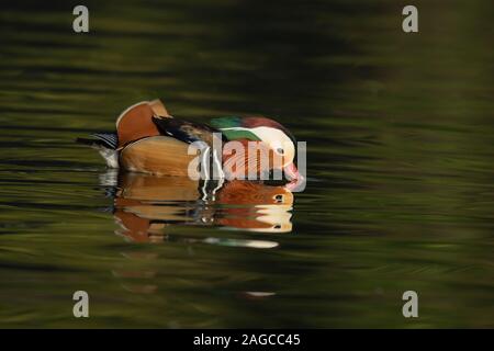 Mandarin duck Aix galericulata adult male drinking on a lake, Suffolk, UK, February