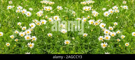 White Wild Chamomile Blossom On A Green Meadow. Panorama of a flowering meadow with wild medicinal plants. Chamomile common medicinal plant herbs, pan Stock Photo