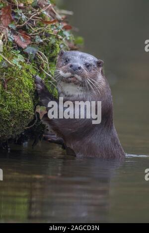 European otter Lutra lutra adult resting on a river bank, Norfolk, UK, March Stock Photo
