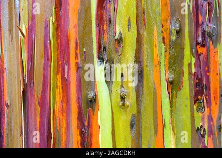 Beautiful close up macro photograph of the bark of a Rainbow Eucalyptus Gum Tree. Stock Photo