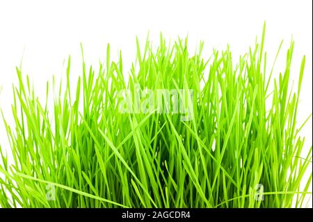 Christmas wheat, grass isolated on white background. Stock Photo