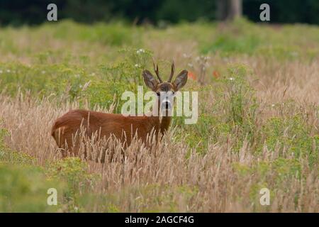 Roe deer Capreolus capreolus adult male in a woodland clearing, Suffolk, UK, July Stock Photo