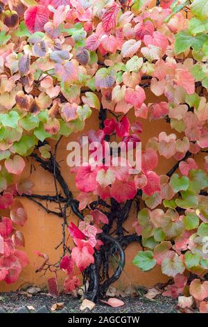 Climbing Hydranger in Autumn Colour. At RHS Harlow Carr Gardens, Harrogate, North Yorkshire Stock Photo