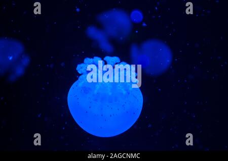 Beautiful blue jellyfish in neon light floating in the aquarium. Stock Photo