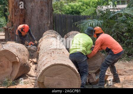 Sydney Aust Nov 26 2019: A sudden storm ripped through suburbs in northern Sydney snapping huge trees at their base. This is the clean up of just one Stock Photo