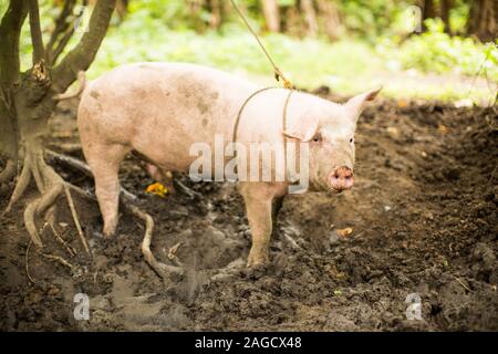 Dirty pig tied on a tree in a farm standing in mud Stock Photo