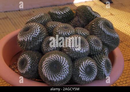 Odd brown round cactus in a flowerpot filled with the ground on a yellow floor Stock Photo