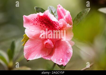 Azalea on natural background Stock Photo