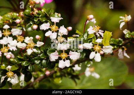 Miniature Holly plant in bloom Stock Photo