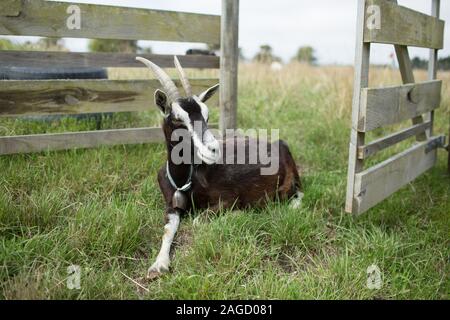 Black goat sitting and relaxing on the grass in front of an open wooden gate Stock Photo