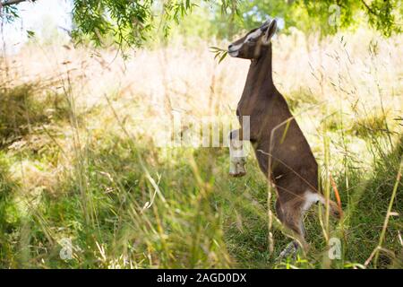 Funny brown goat with a grass in its mouth standing on back feet in a grassy field Stock Photo