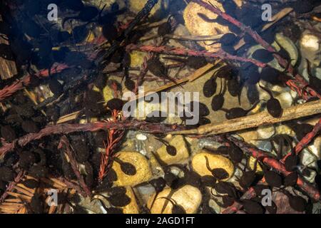 Many tadpoles swimming in a shallow bright freshwater pond Stock Photo