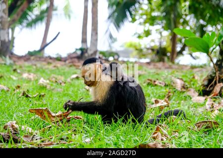 A capuchin monkey mother collects food while carrying her newborn baby on her back (Costa Rica). Stock Photo