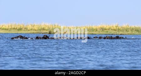 Herd of African buffalo (syncerus caffer) crossing Chobe River in Chobe National Park, Botswana, Southern Africa Stock Photo