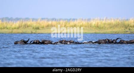 Herd of African buffalo (syncerus caffer) crossing Chobe River in Chobe National Park, Botswana, Southern Africa Stock Photo