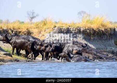 Herd of African buffalo (syncerus caffer) scrambling up riverbank after crossing Chobe River in Chobe National Park, Botswana, Southern Africa Stock Photo