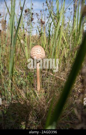 Single shiitake in a meadow surrounded by greenery and dried grass under a blue sky Stock Photo