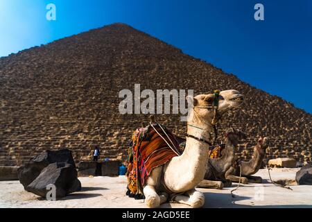 NOVEMBER 2019, CAIRO EGYPT, Camel in front of Great Pyramids of Giza, Cairo Stock Photo