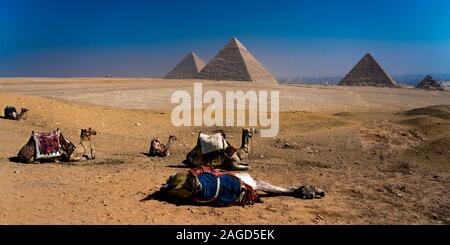 NOVEMBER 2019, CAIRO EGYPT, Camel in front of Great Pyramids of Giza, Cairo Stock Photo