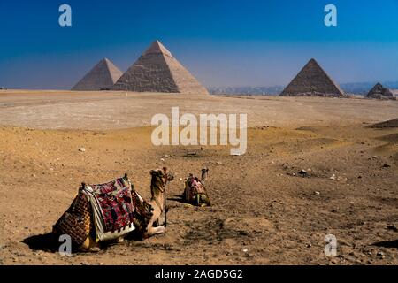 NOVEMBER 2019, CAIRO EGYPT, Camel in front of Great Pyramids of Giza, Cairo Stock Photo