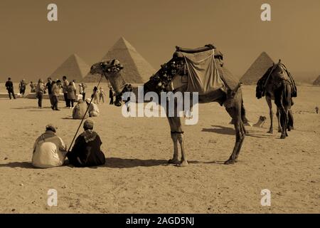 NOVEMBER 2019, CAIRO EGYPT, Camel in front of Great Pyramids of Giza, Cairo Stock Photo