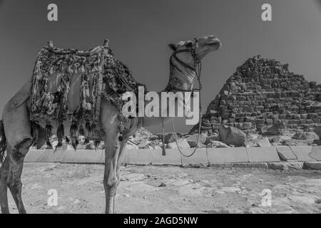 NOVEMBER 2019, CAIRO EGYPT, Camel in front of Great Pyramids of Giza, Cairo Stock Photo