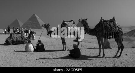 NOVEMBER 2019, CAIRO EGYPT, Camel in front of Great Pyramids of Giza, Cairo, with tourists Stock Photo