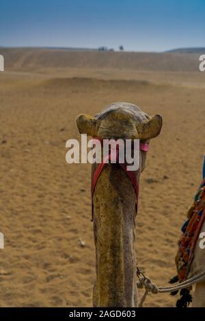 NOVEMBER 2019, CAIRO EGYPT, Camel views desert at Pyramids of Giza, Cairo, Egypt Stock Photo